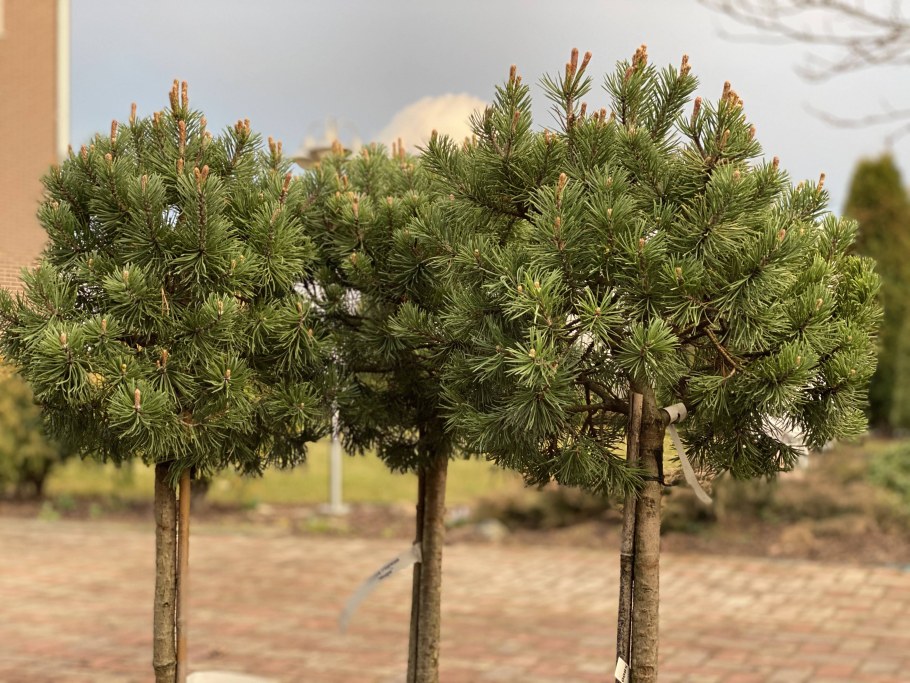 Pinus mugo Benjamin