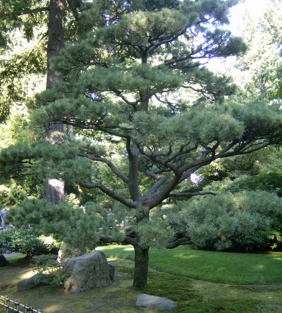 Сосна черная Австрийская ниваки