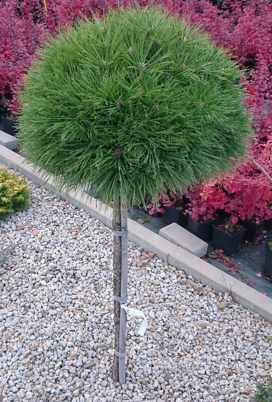 Сосна густоцветковая Лоу Глоу