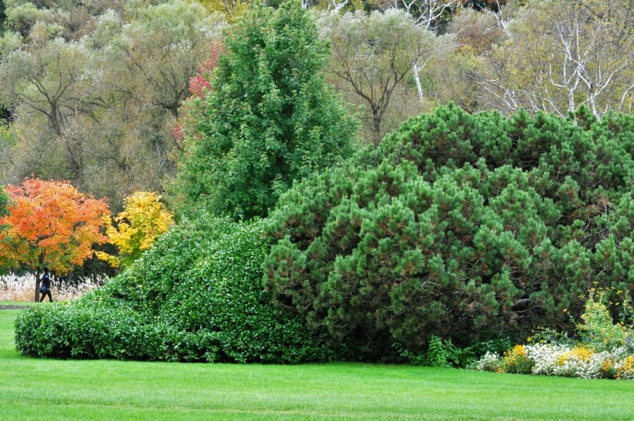Сосна Пумилио ниваки