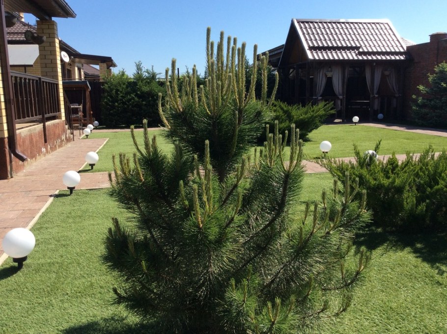 Сосна черная Австрийская ниваки