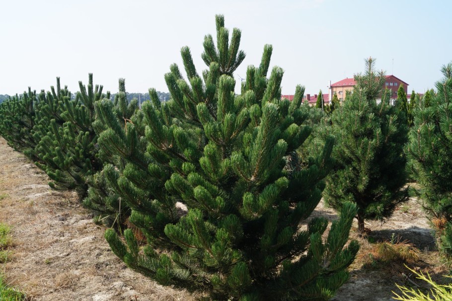 Сосна Pinus nigra