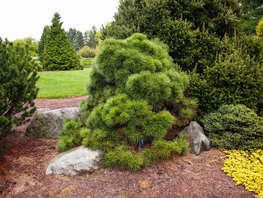 Сосна черная Хельга