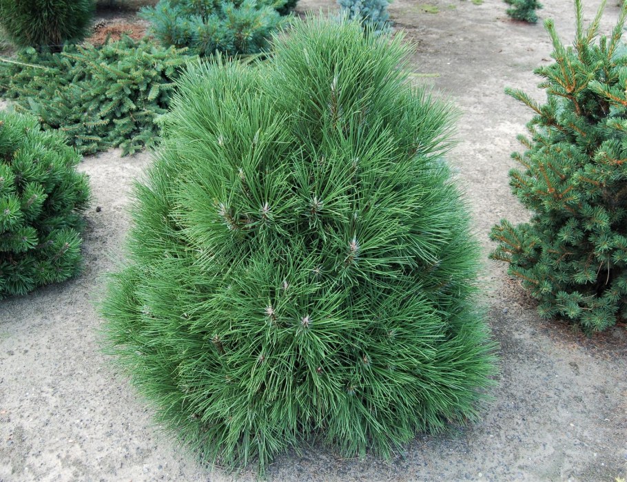 Сосна черная Спилберг