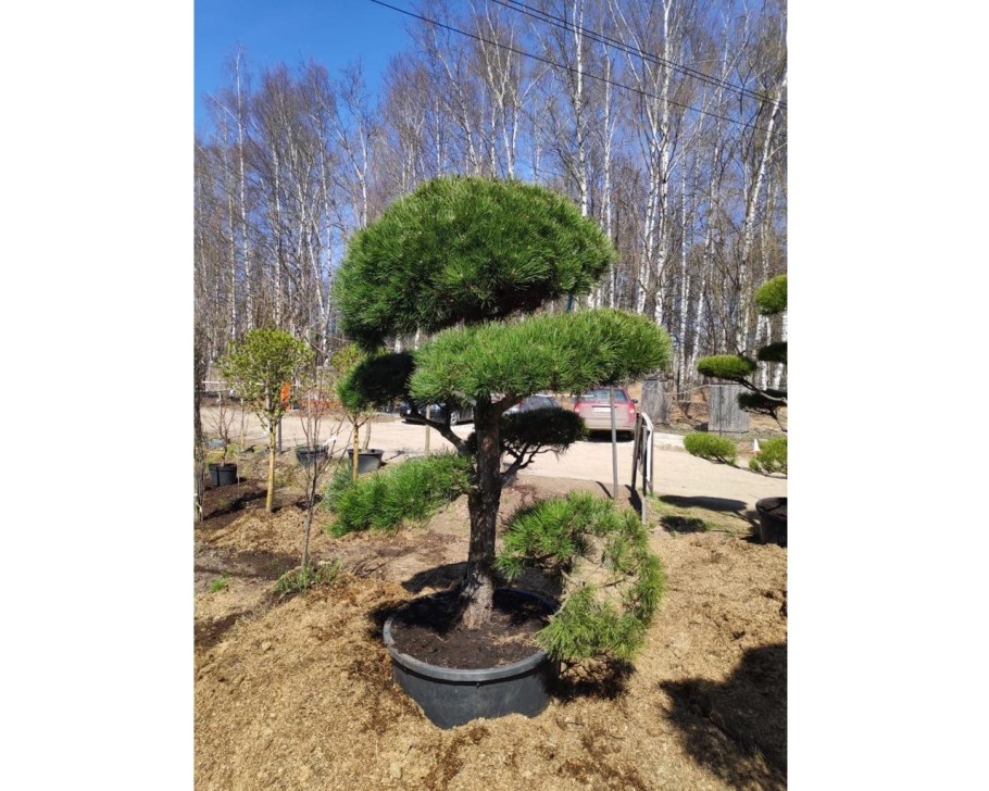 Сосна черная Австрийская бонсай