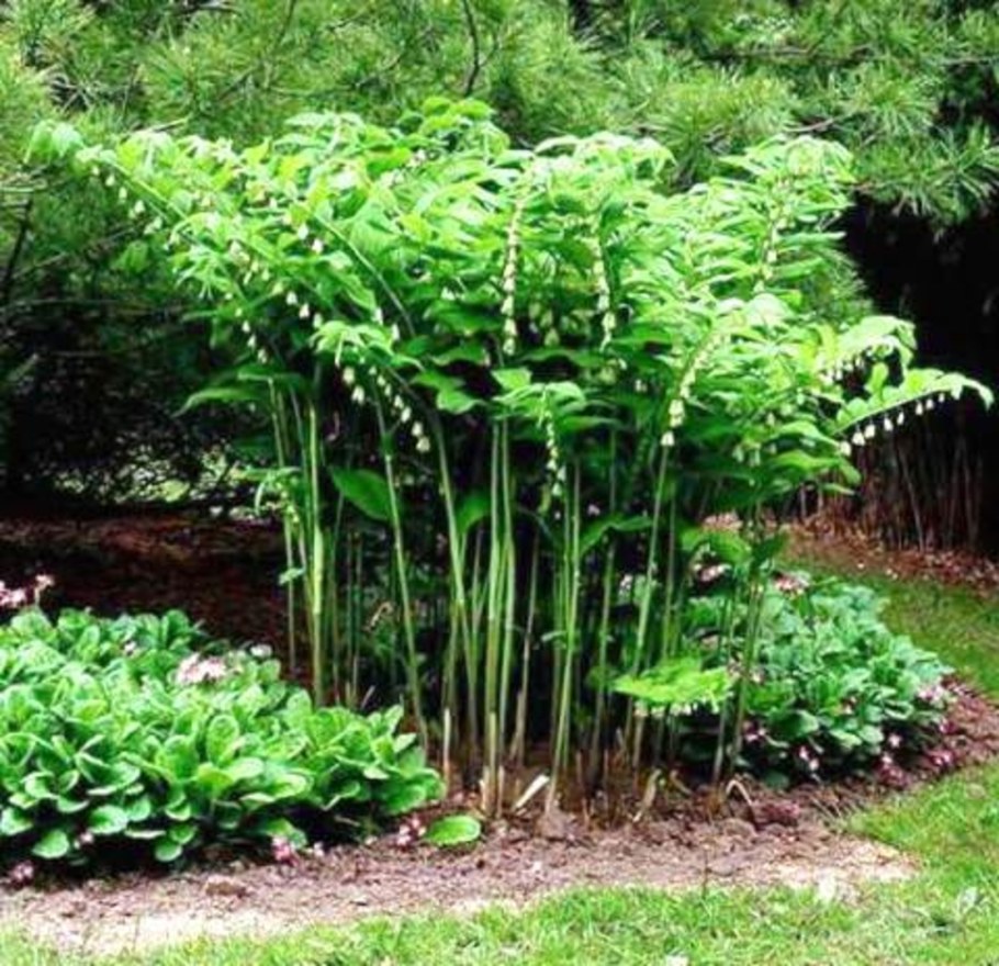 Садовый Ландыш купена