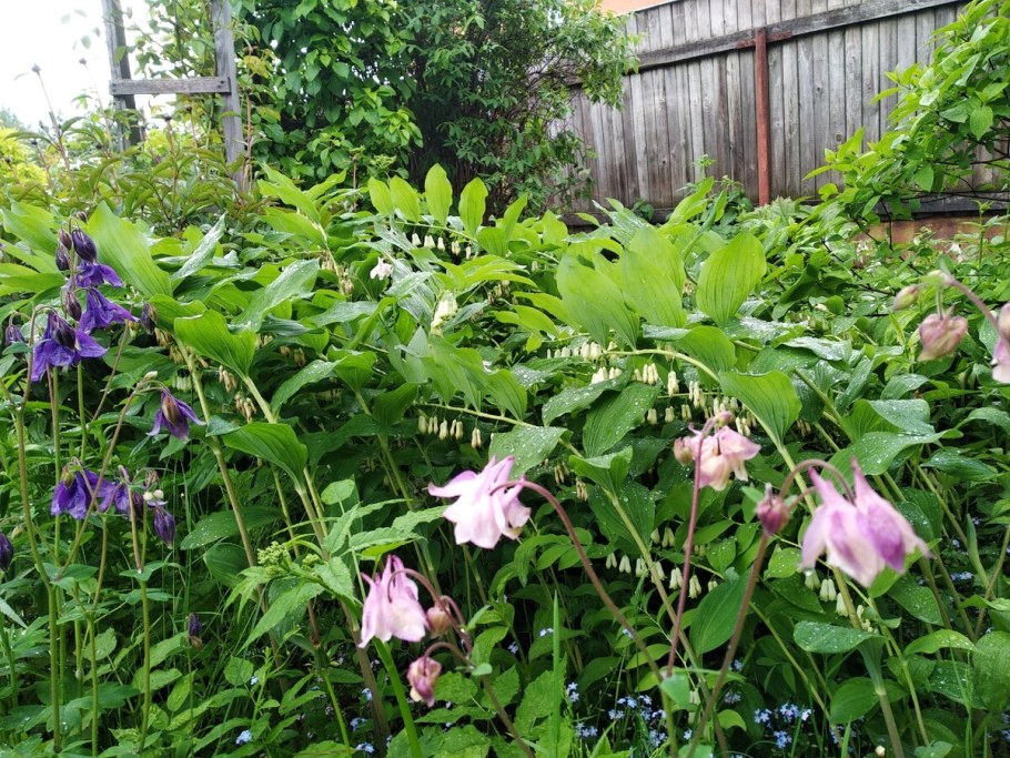 Купена многоцветковая розовая