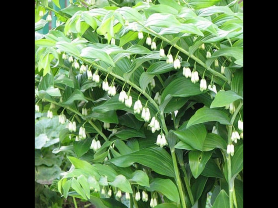 Садовый Ландыш купена