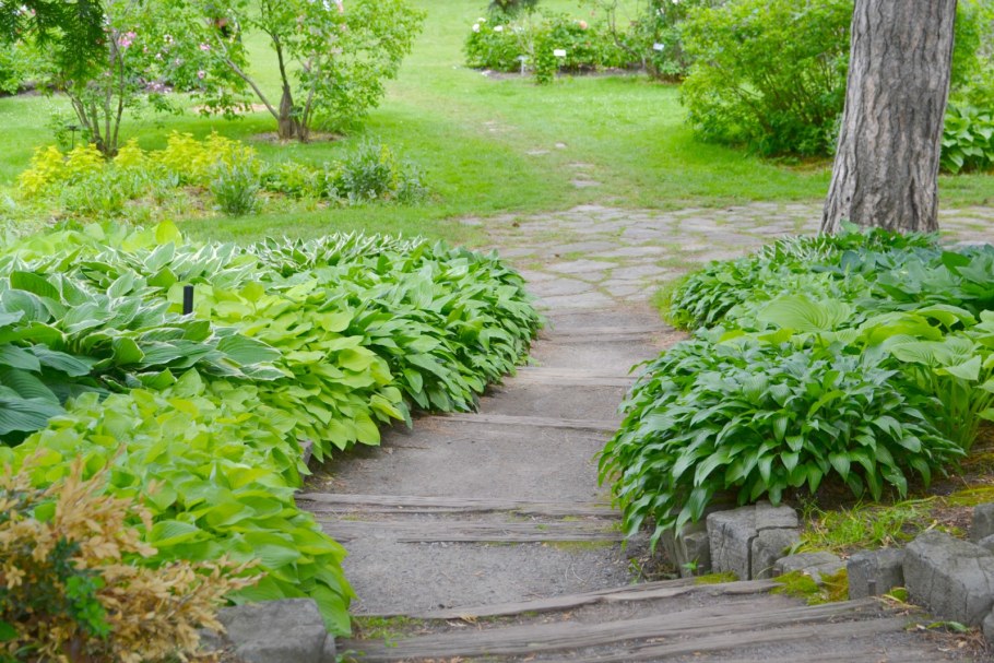 Купена и Хоста в ландшафтном дизайне