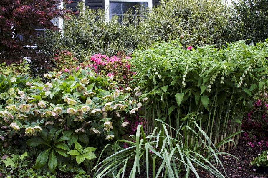 Купена на клумбе