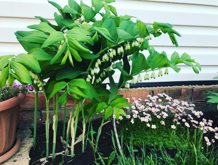 Цветы в саду