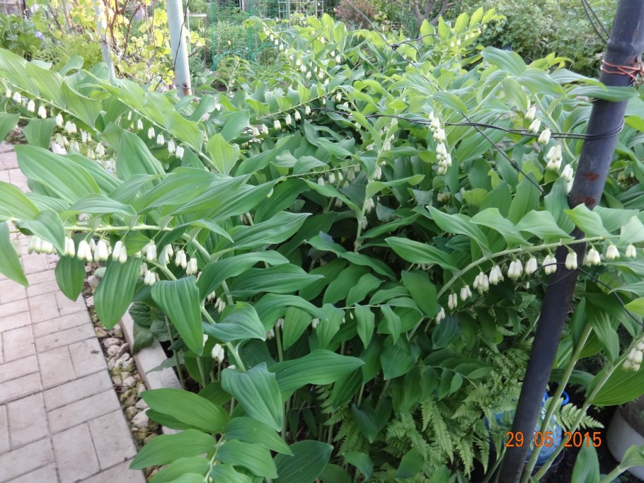 Садовый Ландыш купена