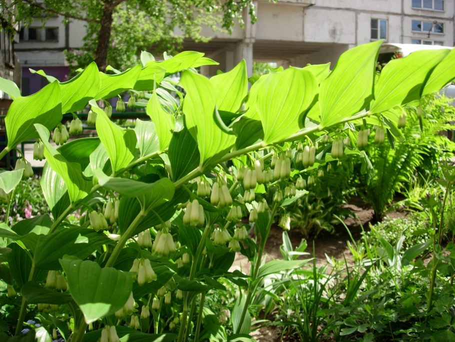 Купена Садовая