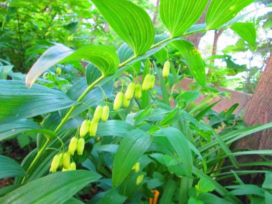 Королевский Ландыш купена