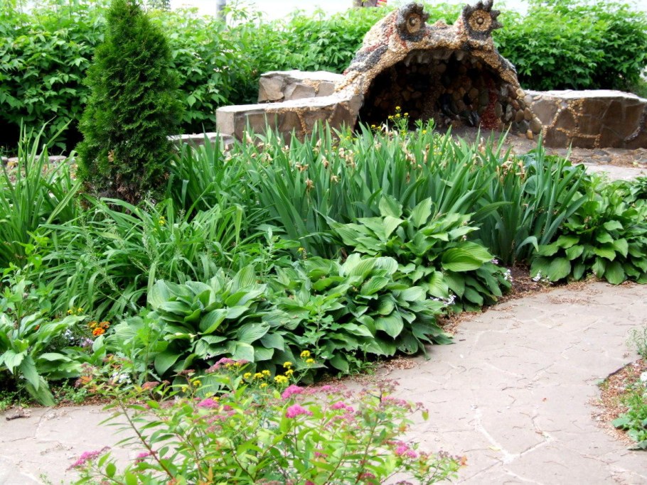 Купена Хоста бадан