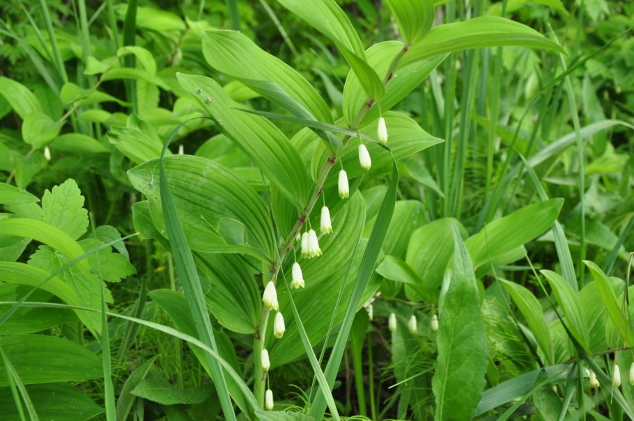 Садовый Ландыш купена