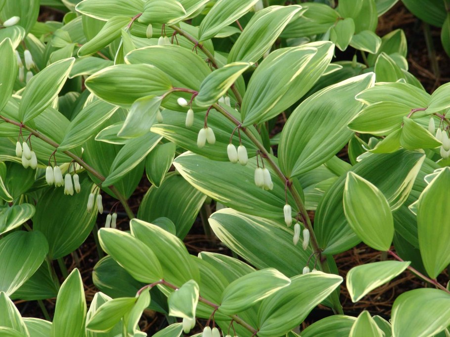 Купена многоцветковая (Polygonatum multiflorum)
