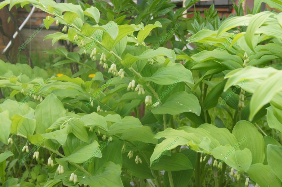 Купена куст