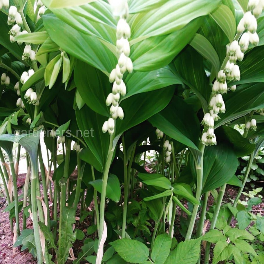 Королевский Ландыш купена