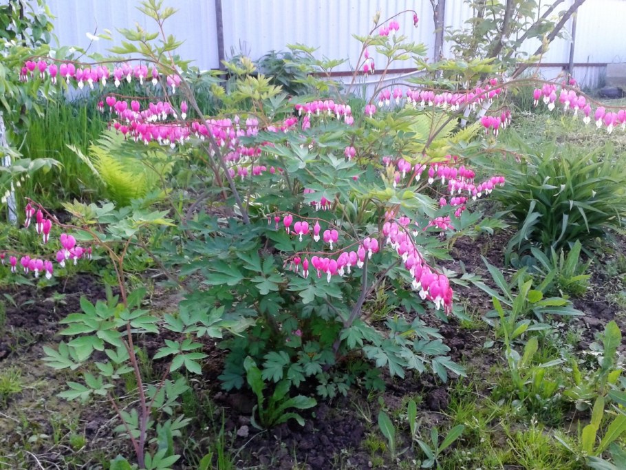 Дицентра куст