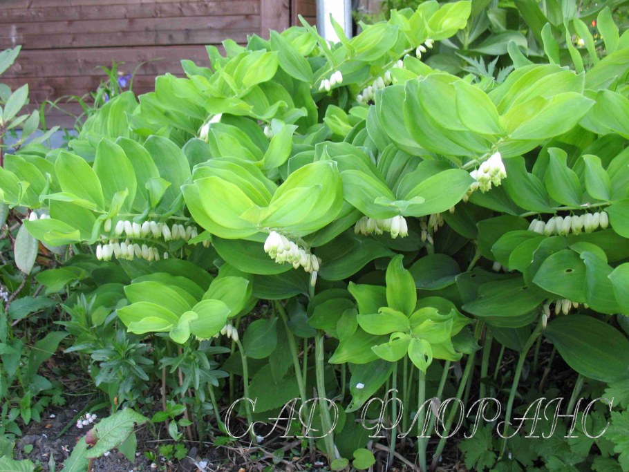 Садовый Ландыш купена