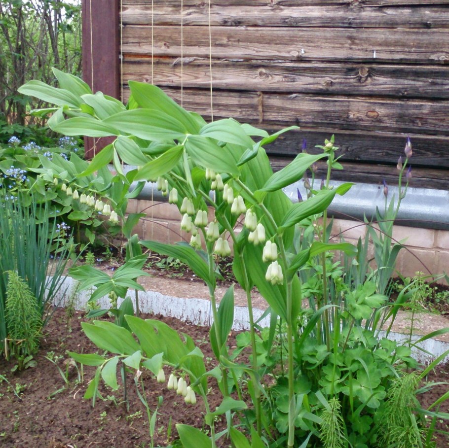 Садовый Ландыш купена