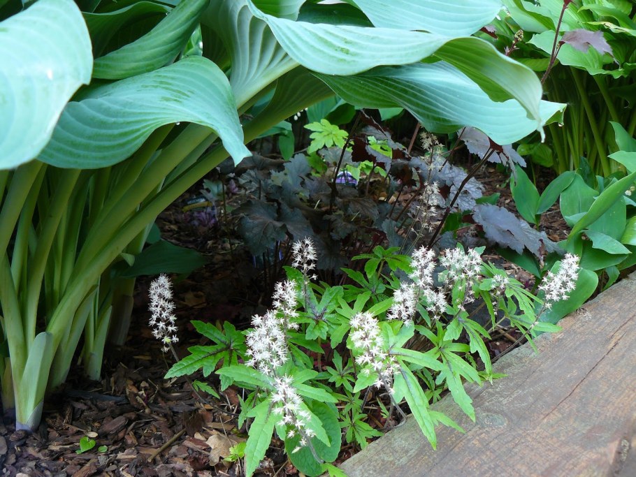 Садовый Ландыш купена