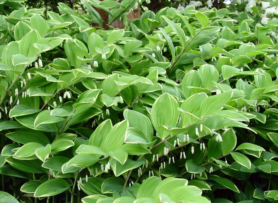 Купена и папоротник