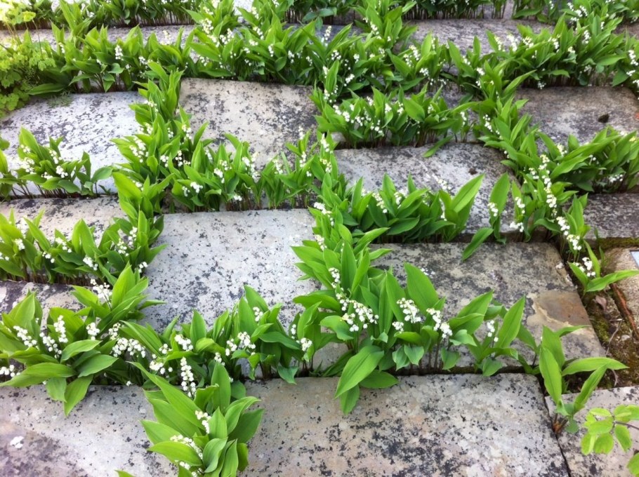 Вербейник Ландышевый