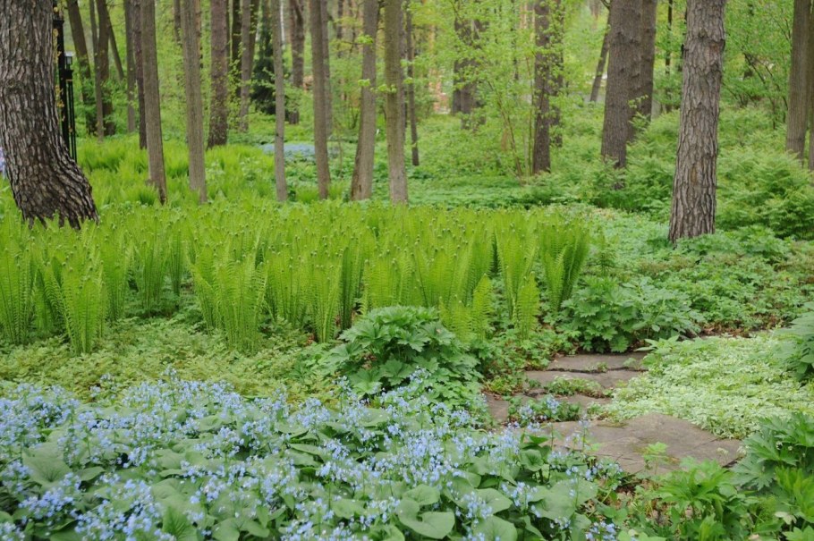 Лесные многолетники Колесников