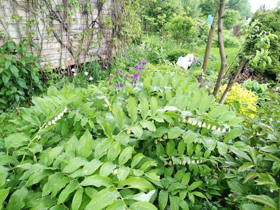 Купена и папоротник