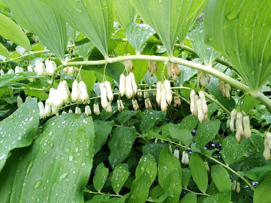 Купена (Polygonatum)