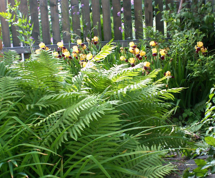 Хоста папоротник астильба