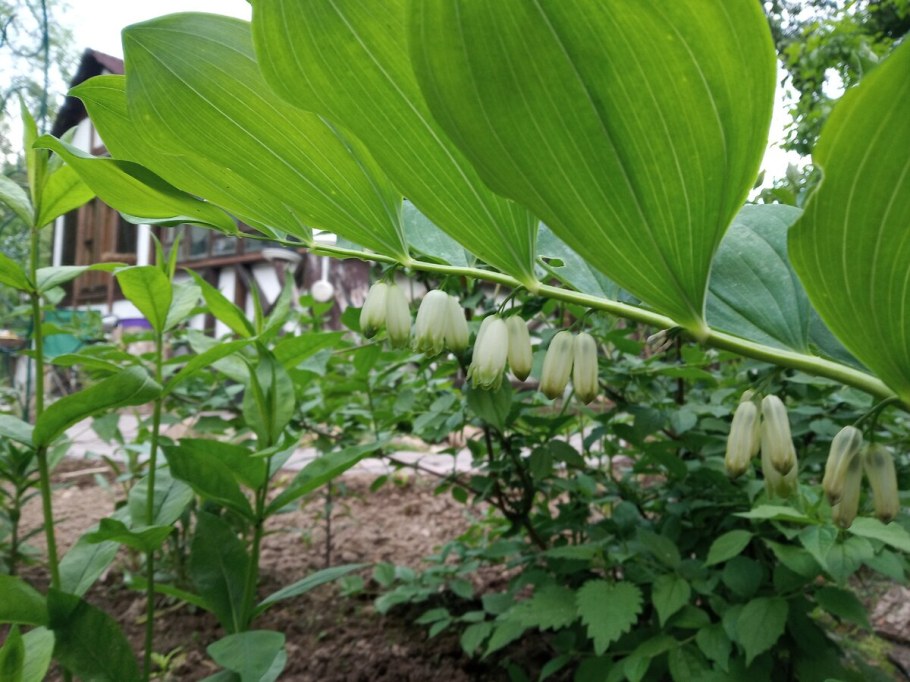 Ландыш купена