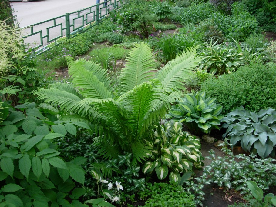 Садовые многолетние расставанья