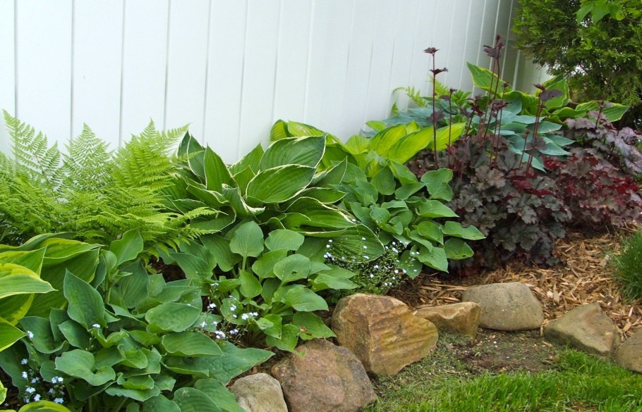 Купена Хоста и папоротник