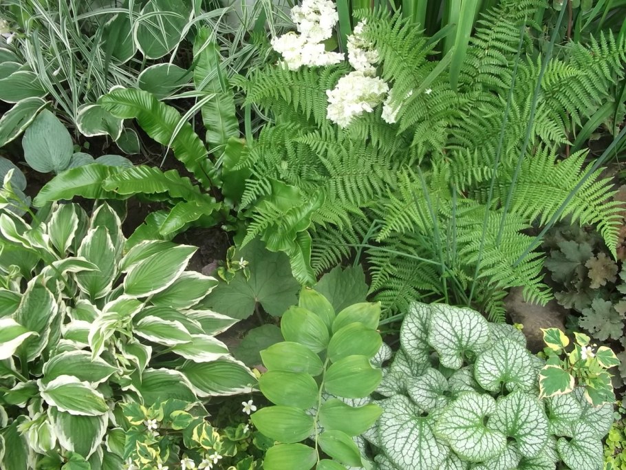 Купена Хоста и папоротник