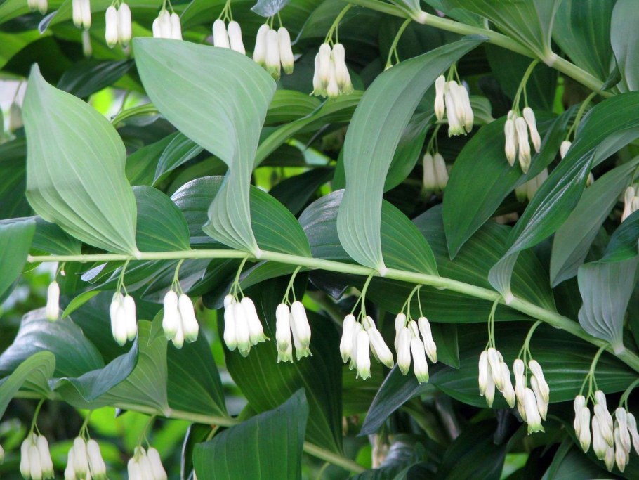 Купена многоцветковая (Polygonatum multiflorum)