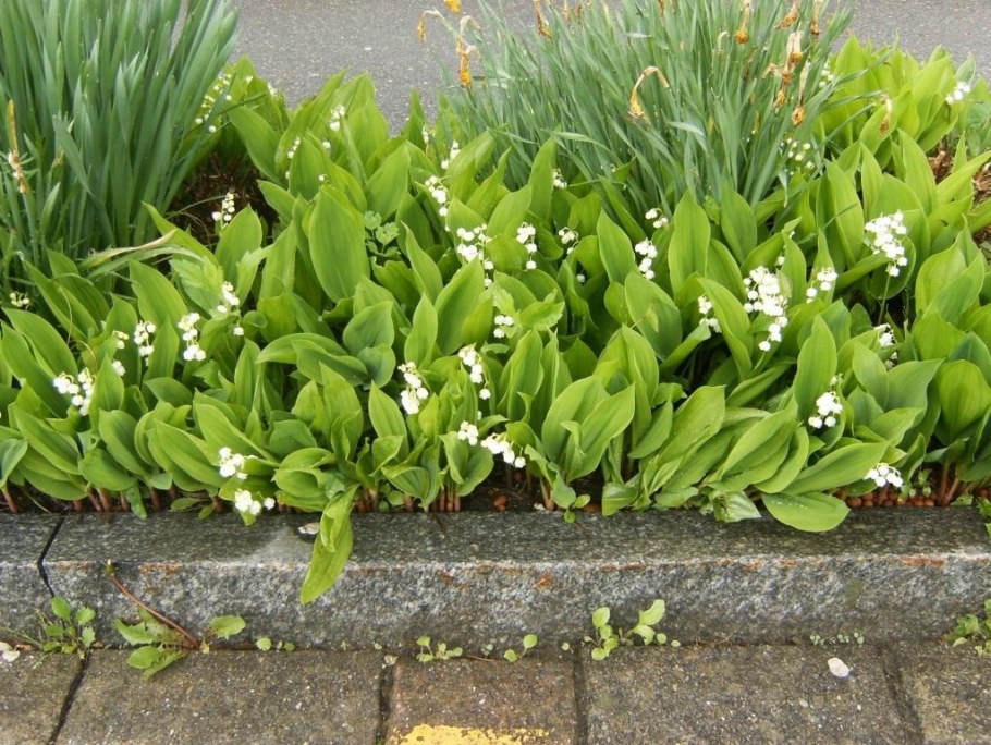 Ландыши на клумбе