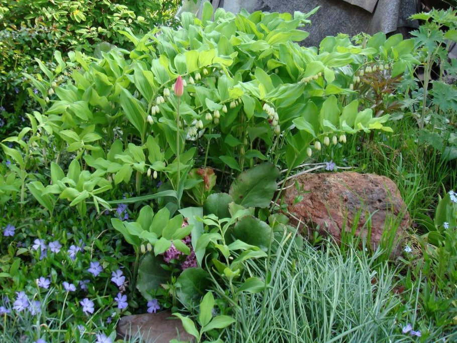 Купена Бетберга