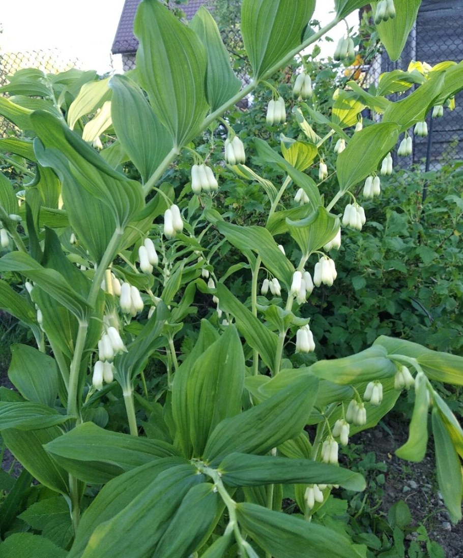 Королевский Ландыш купена