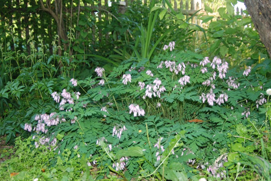 Дицентра Лесная