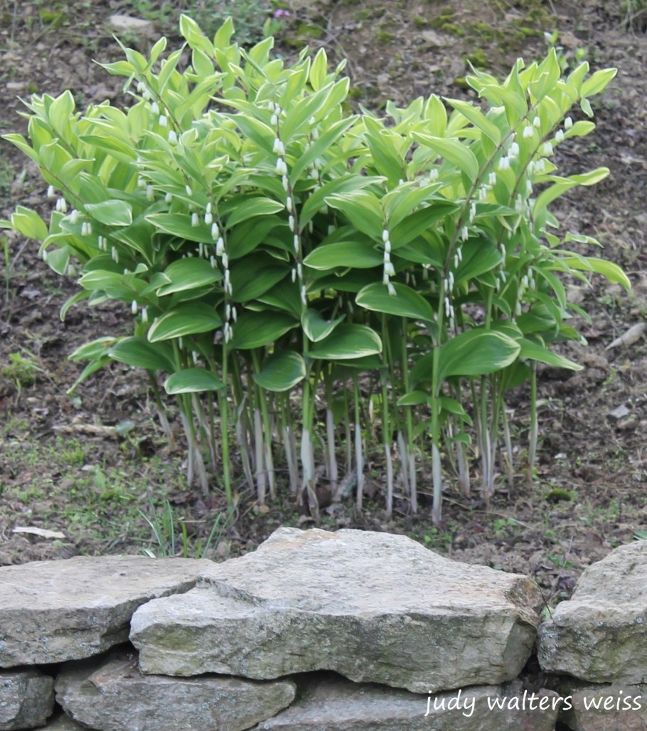 Купена приземистая