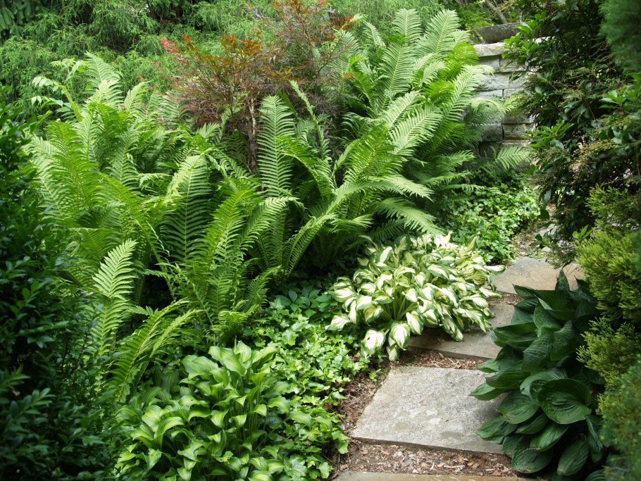 Роджерсия Хоста папоротник