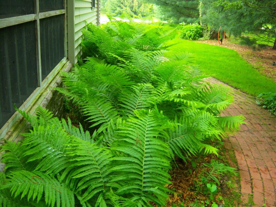 Папоротники адиантум страусник