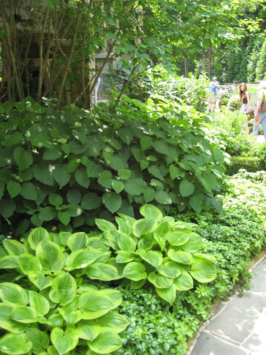 Хоста с клевером