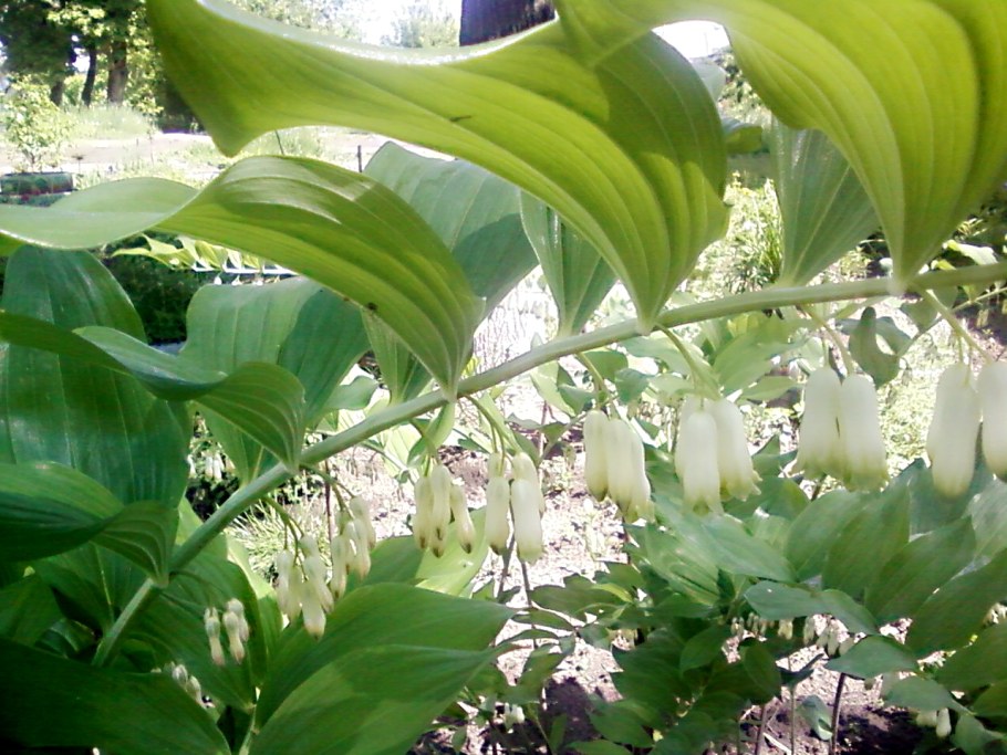 Купена вариегатная