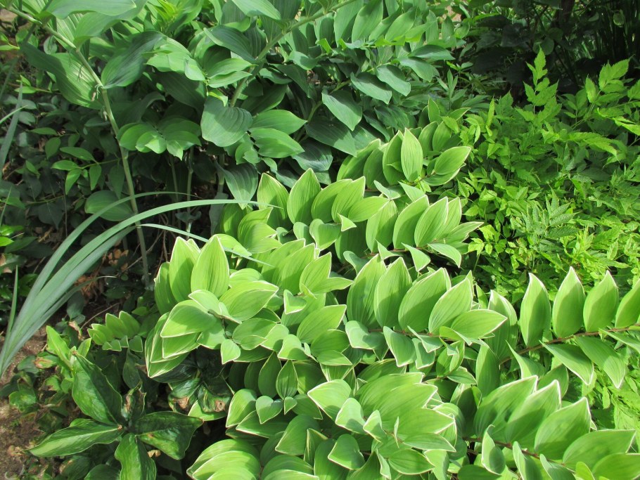 Купена Пумила