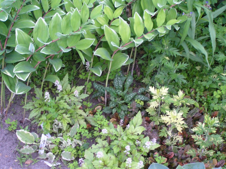 Купена серповидная Вариегатум