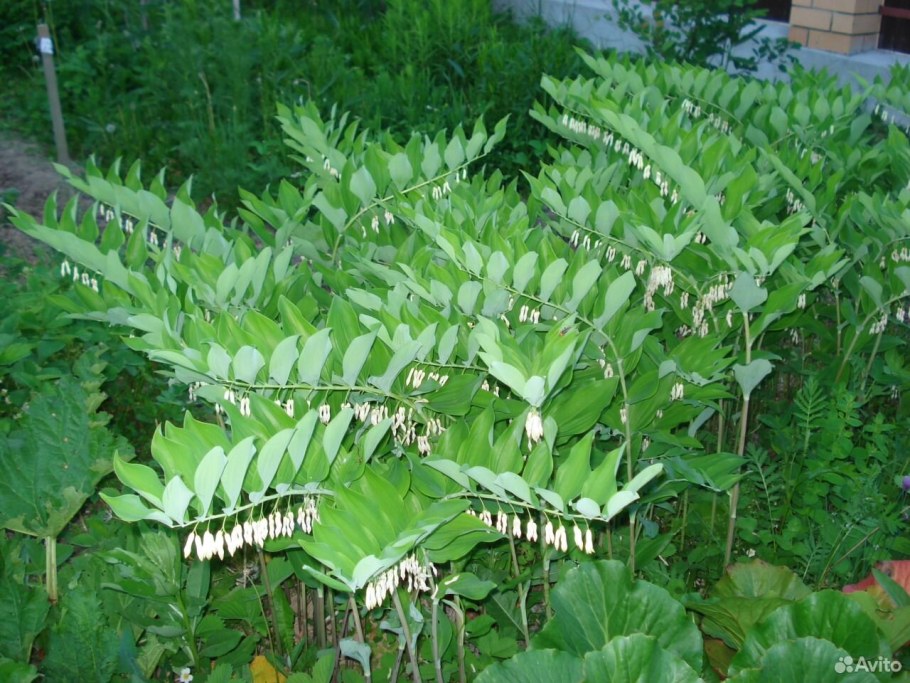 Садовый Ландыш купена